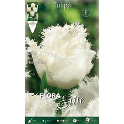 Tulipano Sfrangiati Honeymoon Confezione Da 10 Bulbi Autunnali Bulbs Bulbes en oferta