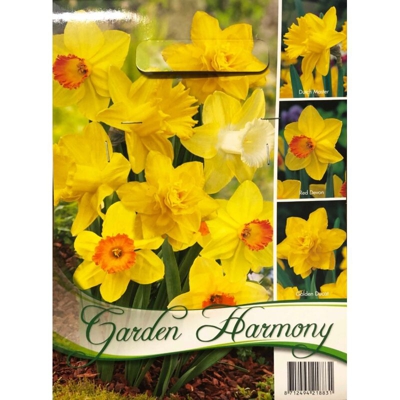 Bulbi Autunnali Collezione 12 Bulbi Di Narciso Daffodils Gialli Bulbs Bulbes