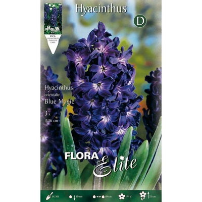 BULBI AUTUNNALI GIACINTO BLUE MAGIC CONFEZIONE 3 BULBI BULS BULBES profumati