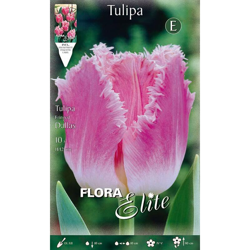 Tulipano Sfrangiati Dallas Confezione Da 10 Bulbi Autunnali Bulbs Bulbes precio