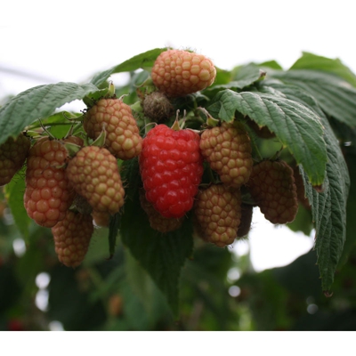 1 Pianta Di Lampone Rosso Amira Varieta' Molto Precoce