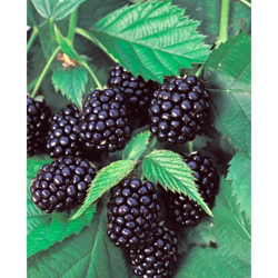 1 Pianta Di Mora Senza Spine Dirkesen Maturazione Precoce características