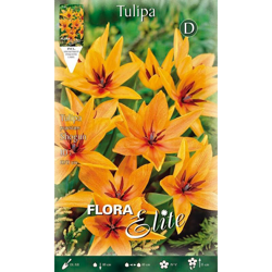 Tulipano Praestans Shogun Confezione Da 10 Bulbi Autunnali Bulbs Bulbes características