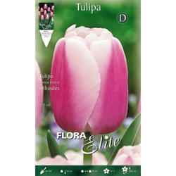 Bulbi Autunnali Tulipano Darwin Hybrid Ollioules Confezione Da 5 Bulbi precio