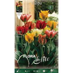 Bulbi Autunnali Tulipano Viridiflora Mix Di Colori Confezione Da 10 Bulbi Bulbs Bulbs características