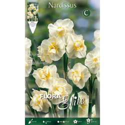 Bulbi Autunnali Narciso Multifiori Cheerfulness Confezione Da 5 Bulbi Bulbs Bulbes en oferta