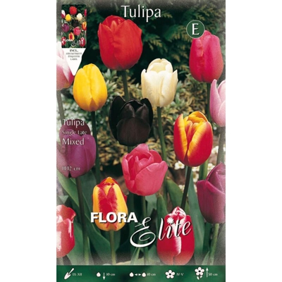 Bulbi Autunnali Tulipano Single Late Mix Di Colori Confezione Da 10 Bulbi Bulbs Bulbes