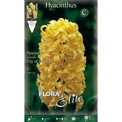 BULBI AUTUNNALI GIACINTO OF HAARLEM CONFEZIONE 3 BULBI BULS BULBES profumati en oferta