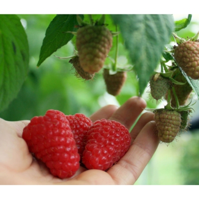 1 Pianta Di Lampone Rosso Regina Varieta' Precoce