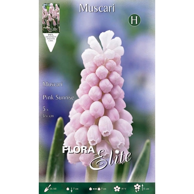 Bulbi Autunnali Muscari Pink Sunrise Confezione Da 5 Bulbi Bulbs Bulbes
