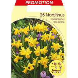Bulbi Autunnali Narciso Cyclamineus Tete A Tete Confezione Da 25 Bulbi Bulbs Bulbes en oferta