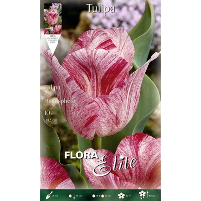 Tulipano Rembrandt Hemisphere Confezione Da 10 Bulbi Autunnali Bulbs Bulbes