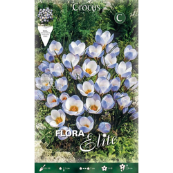 Bulbi Autunnali Crocus Blue Pearl Confezione 20 Bulbi Bulbs Bulbes características