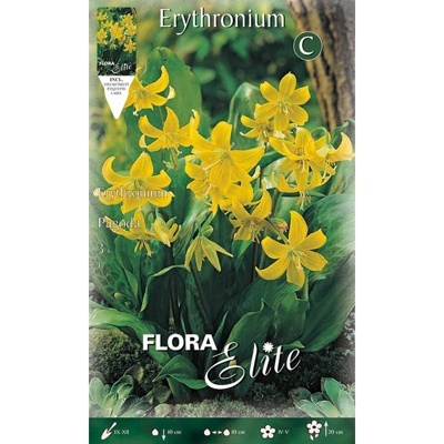 Bulbi Autunnali Erythronium Pagode Confezione Da 3 Radici Bulbs