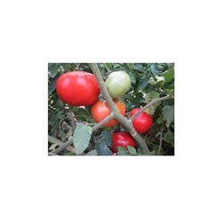 "Semi di pomodoro ""Money Maker"" di Premier Seeds Direct ORG111 biologico (confezione da 100)" precio