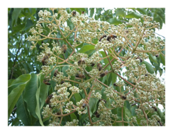 1 Pianta Di Albero Del Miele O Evodia características