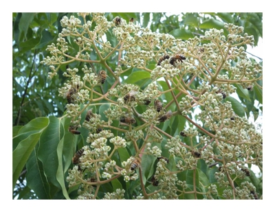 1 Pianta Di Albero Del Miele O Evodia