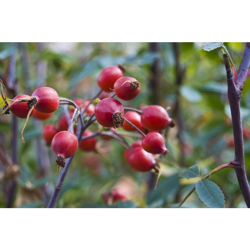 1 Pianta Di Rosa Canina Frutto Ricco Di Vitamina C precio