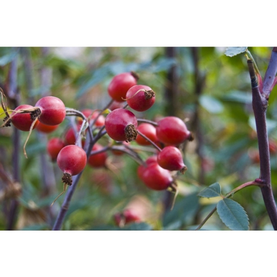 1 Pianta Di Rosa Canina Frutto Ricco Di Vitamina C