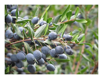 Mirto (1 Pianta)