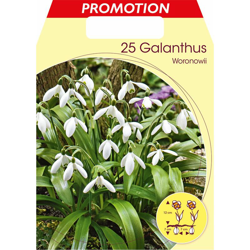 Bucaneve Galanthus Woronowii (Confezione Da 25 Bulbi Autunnali Bulbs Bulbes en oferta
