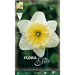 Bulbi Autunnali Narciso Ice Follies Confezione Da 5 Bulbi Bulbs Bulbes características