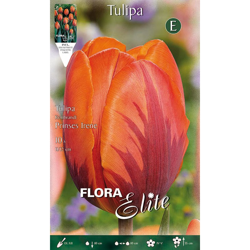 Tulipano Rembrandt Prinses Irene Confezione Da 10 Bulbi Autunnali Bulbs Bulbes precio