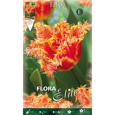 Tulipano Sfrangiato Joint Division Confezione Da 5 Bulbi Autunnali Bulbs Bulbes