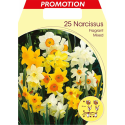 Bulbi Autunnali Narcisi Fragrant Mixed Confezione Da 25 Bulbi Bulbs Bulbes precio