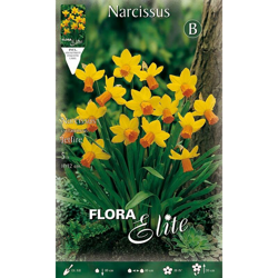 Bulbi Autunnali Narciso Cyclamineus Jetfire Confezione Da 5 Bulbi Bulbs Bulbes en oferta