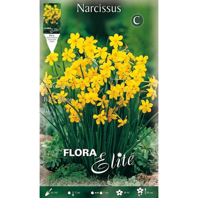 Narciso Jonquilla Baby Moon Fragrant Confezione Da 10 Bulbi Autunnali Bulbs