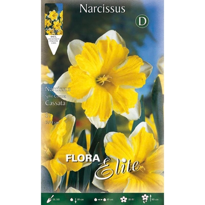 Bulbi Autunnali Narciso Split Corona Cassata Confezione Da 5 Bulbi Bulbs Bulbes
