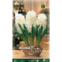 BULBI AUTUNNALI GIACINTO CARNEGIE CONFEZIONE 3 BULBI BULS BULBES profumati en oferta