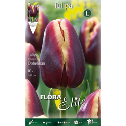 Bulbi Autunnali Tulipano Triumph Doberman Confezione Da 10 Bulbi Bulbs Bulbes en oferta