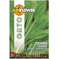 Sementi Cicoria Spadona Sunflower en oferta