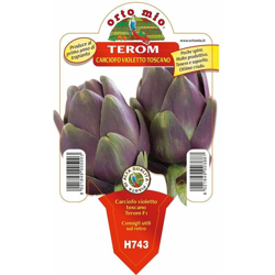 Carciofo violetto toscano Terom - 1 pianta v. 10 cm - Orto Mio precio