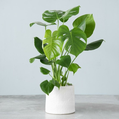 1 PIANTA DI MONSTERA VASO 19CM da interno