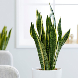 1 Pianta Di Sansevieria Laurentii In Vaso 14Cm Da Interno Appartamento Lingua Di Suocera características