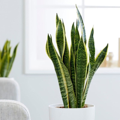 1 Pianta Di Sansevieria Laurentii In Vaso 14Cm Da Interno Appartamento Lingua Di Suocera
