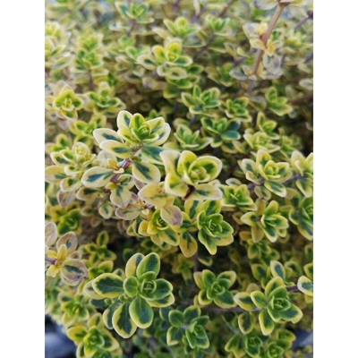 1 PIANTA DI TIMO AUREO IN VASO 14CM aromatiche orto giardino