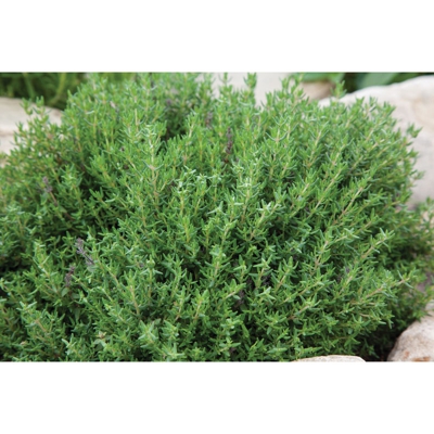 1 PIANTA DI TIMO FAUSTINI IN VASO 14CM aromatiche orto giardino