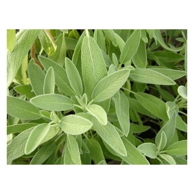 SALVIA OFFICINALIS IN VASO 14CM aromatiche orto giardino