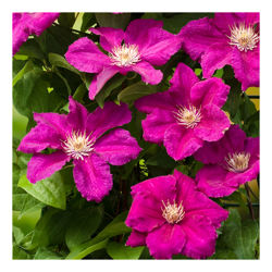 Peragashop - 1 PIANTA DI CLEMATIDE ERNEST MARKHAM IN VASO 16CM clematis precio