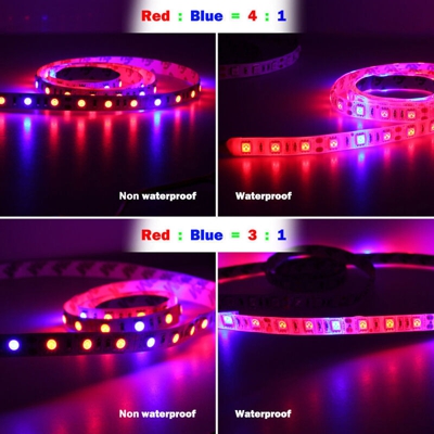 5 metri 5050Led barra luminosa per la crescita delle piante 60 luci / m 3:1 4 rosso 1 blu 5:1 luci per la crescita delle piante 5 metri 3:1 IP20