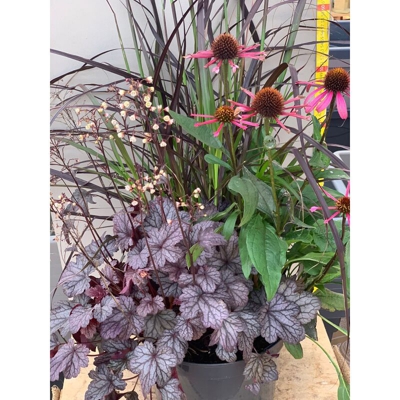 Tris Composizione Di Piante Perenni In Vaso 26Cm Heuchera Penniseto Echinacea