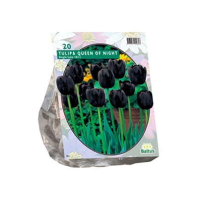 Tulipa Queen Of Night, Enkel Laat 20 Pz
