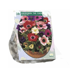 Anemone De Caen, Mix Per 30 precio