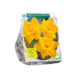 Narcis Trompet, Geel 25 Pz en oferta