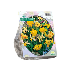 Narcis Mini Mix 40 Pz precio