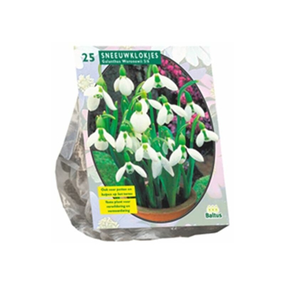 Galanthus Woronowii 25 Pz